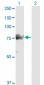 SMURF1 Antibody (monoclonal) (M01)