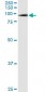 SMURF1 Antibody (monoclonal) (M01)