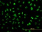 SNAI2 Antibody (monoclonal) (M03)