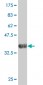 SNAI2 Antibody (monoclonal) (M05)