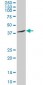 SNAI2 Antibody (monoclonal) (M05)