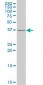 SNAI2 Antibody (monoclonal) (M05)