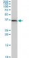 SNAI2 Antibody (monoclonal) (M05)