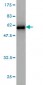 SNAP23 Antibody (monoclonal) (M01)