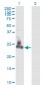 SNAP23 Antibody (monoclonal) (M01)