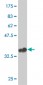 SNAP25 Antibody (monoclonal) (M01)
