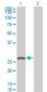 SNAP25 Antibody (monoclonal) (M01)