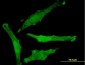 SNAP29 Antibody (monoclonal) (M01)