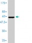 SNAP29 Antibody (monoclonal) (M01)