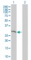 SNAP29 Antibody (monoclonal) (M01)