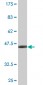 SNCB Antibody (monoclonal) (M07)