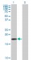 SNCB Antibody (monoclonal) (M07)