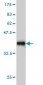 SNF1LK2 Antibody (monoclonal) (M01)