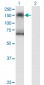 SNF1LK2 Antibody (monoclonal) (M01)