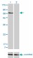 SNX1 Antibody (monoclonal) (M01)