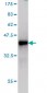 SNX4 Antibody (monoclonal) (M01)