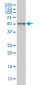 SNX4 Antibody (monoclonal) (M01)