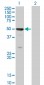SOCS4 Antibody (monoclonal) (M01)