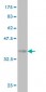 SOD3 Antibody (monoclonal) (M01)