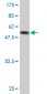 SOX15 Antibody (monoclonal) (M02)