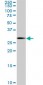 SOX15 Antibody (monoclonal) (M02)