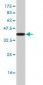 SOX3 Antibody (monoclonal) (M04)