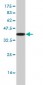 SOX3 Antibody (monoclonal) (M04)