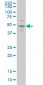 SOX3 Antibody (monoclonal) (M04)