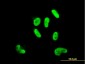 SOX9 Antibody (monoclonal) (M02)