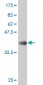 SOX9 Antibody (monoclonal) (M02)