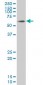 SOX9 Antibody (monoclonal) (M02)