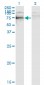 SOX9 Antibody (monoclonal) (M02)