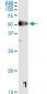 SOX9 Antibody (monoclonal) (M02)