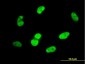 SOX9 Antibody (monoclonal) (M04)