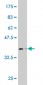 SOX9 Antibody (monoclonal) (M04)