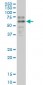 SOX9 Antibody (monoclonal) (M04)