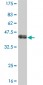 SP1 Antibody (monoclonal) (M01)