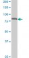 SP1 Antibody (monoclonal) (M01)