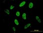 SP1 Antibody (monoclonal) (M01)