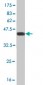 SP1 Antibody (monoclonal) (M02)