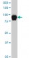 SP1 Antibody (monoclonal) (M02)