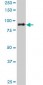 SP1 Antibody (monoclonal) (M02)