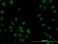 SP1 Antibody (monoclonal) (M02)