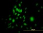 SP1 Antibody (monoclonal) (M03)