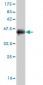 SP1 Antibody (monoclonal) (M03)