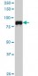 SP1 Antibody (monoclonal) (M03)