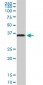 SPARC Antibody (monoclonal) (M02)