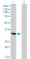 SPARC Antibody (monoclonal) (M02)