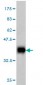 SPG3A Antibody (monoclonal) (M03)