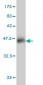 SPI1 Antibody (monoclonal) (M01)